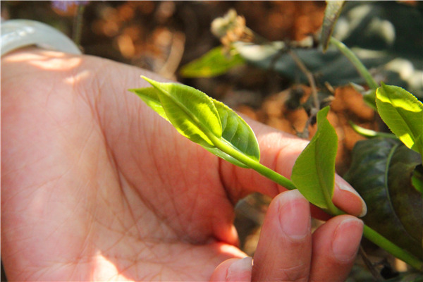 刮风寨古树普洱茶口感怎么样,帕沙古树普洱茶口感特点