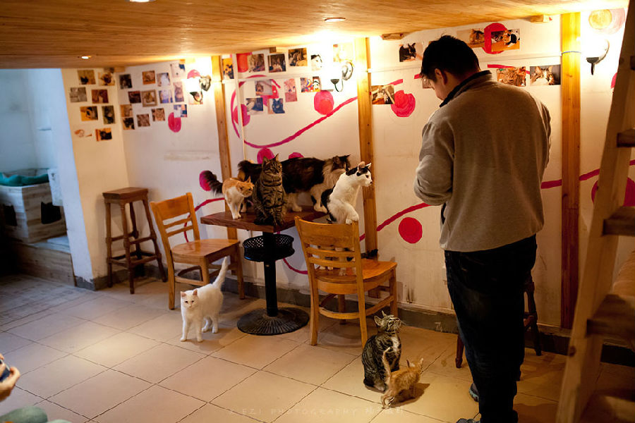 西安还有这么一个地方可以让你被猫咪围绕,享受当铲屎官的感觉