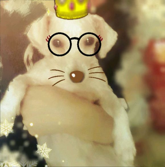 一天要出差，捡回的狗可怜巴巴望着我，竟做出的让我震惊的举动！