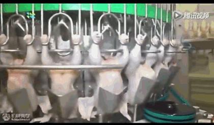 看看外国人是怎样宰牛的,德国杀鸡的全过程