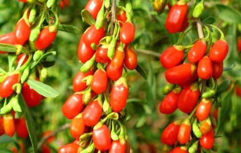 枸杞子树栽在院子里好不好,枸杞子树是种的吗