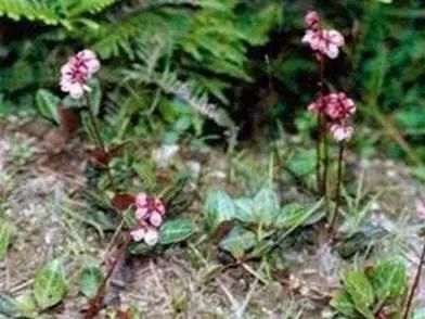 温补肝肾益精填髓的中草药,鹿衔草是补肾阳虚还是肾阴虚