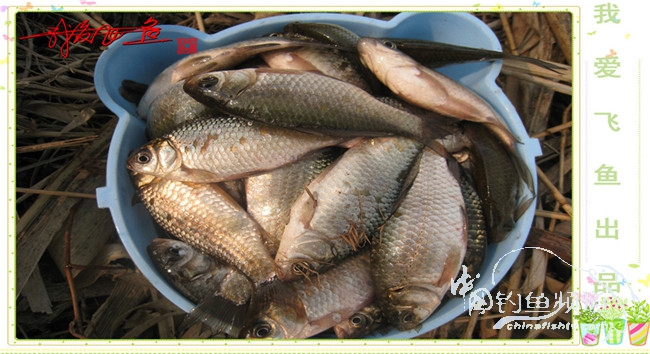 2016之我爱飞鱼觅得好钓点