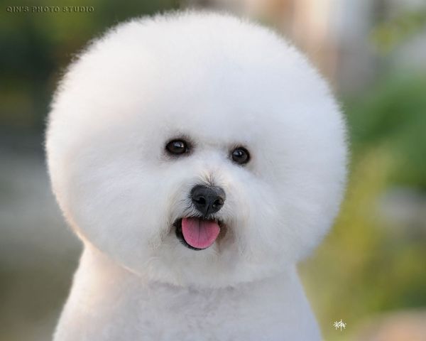 德牧羊犬有化脓皮肤病怎么办,德牧皮肤病类型及治疗