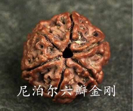 大金刚和落地红的区别在哪里,大金刚怎么辨别是不是落地红