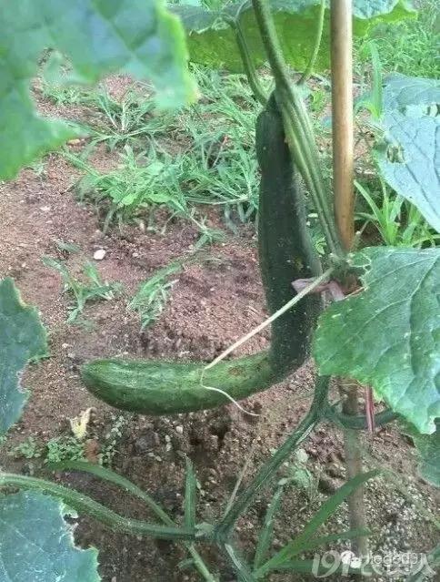 黄瓜用小苏打加红糖能防治病害,亮盾与阿米西达防治黄瓜病害