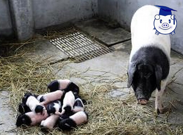 生态养猪让她年入百万,听美女猪倌介绍养猪致富经!