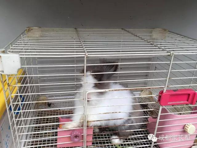 成都温江公益幼儿园,成都比较好的公立幼儿园