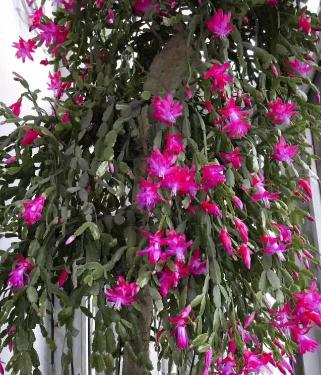 每日一花花语,每日一花之杜鹃花