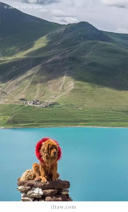 涓浗鐙湁鐘钘忕崚,甯呯嫍鍝佺钘忕崚