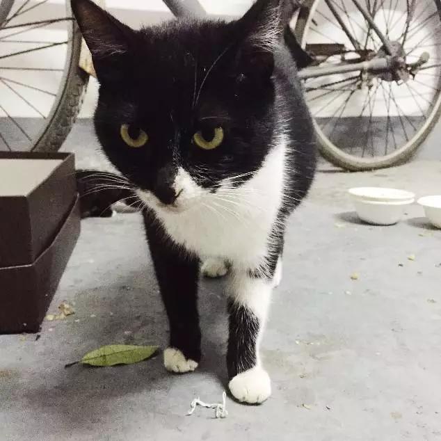 「3月上海领养」给流浪的它们一个温暖的家！