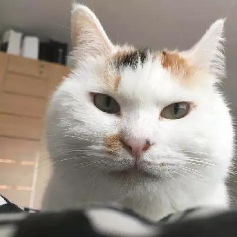 「3月上海领养」给流浪的它们一个温暖的家！