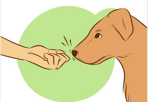 如何让陌生的狗狗喜欢自己,如何让刚到家的狗狗和自己亲近