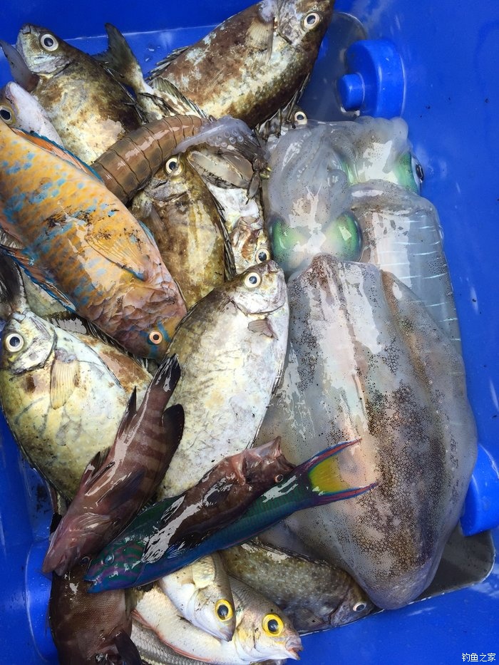 东江闸口钓海鱼,东锣岛海滩