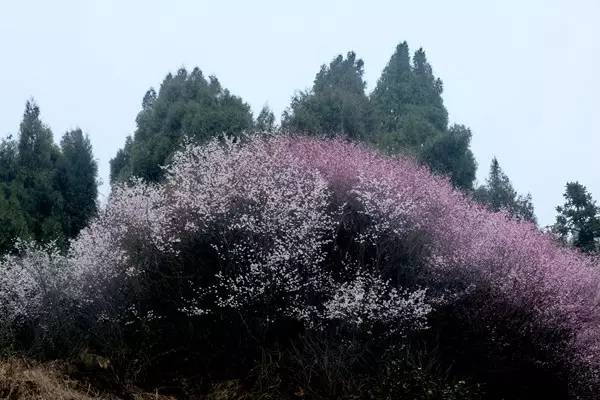 畅游通山,*光春**烂漫映北山一季樱花梦里来