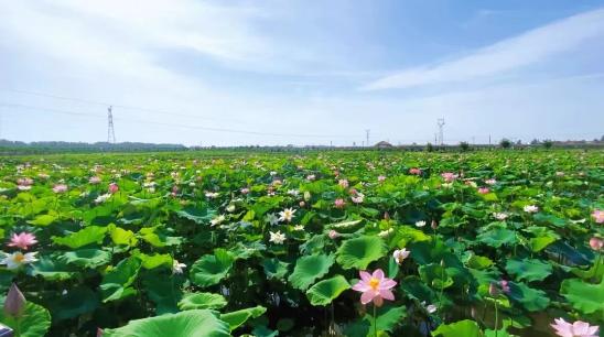 civic车主发视频,civic车主