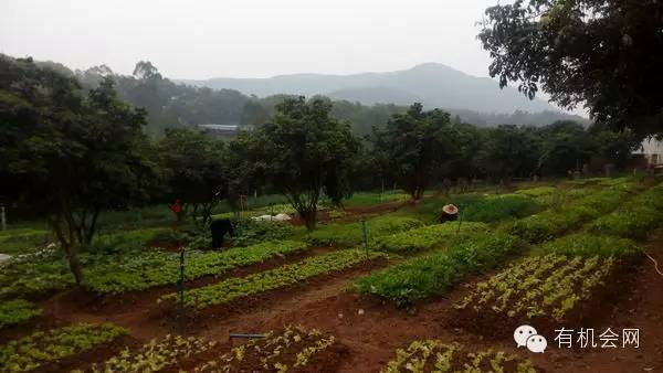 疗愈人的慧灵农场：一群很简单的人，在这里快乐、自在地生活