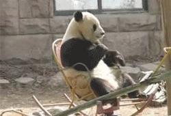 疯狂动物园20种隐藏动物图片,疯狂动物城里女明星原型