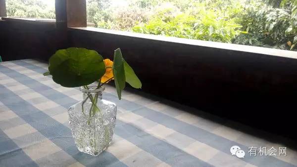 疗愈人的慧灵农场：一群很简单的人，在这里快乐、自在地生活