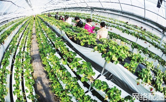 成都建德果蔬乐园基地,建德果蔬乐园草莓采摘基地