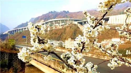 春暖花开：猴年春灿烂，樱桃花争艳，君若假日闲，关河金坪岸！