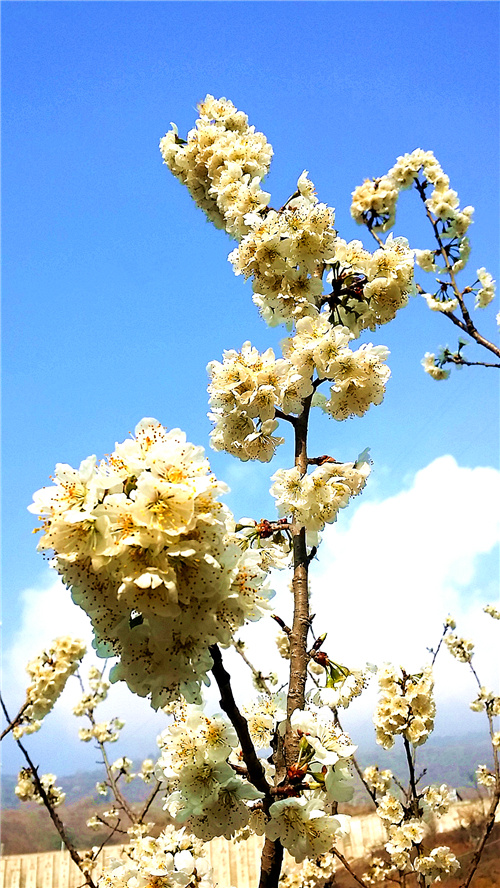 春暖花开：猴年春灿烂，樱桃花争艳，君若假日闲，关河金坪岸！
