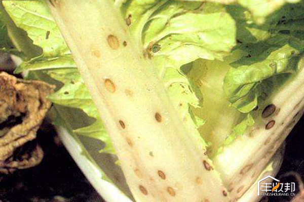 种植白菜心怎么管理,防治白菜萝卜病虫害哪个药好