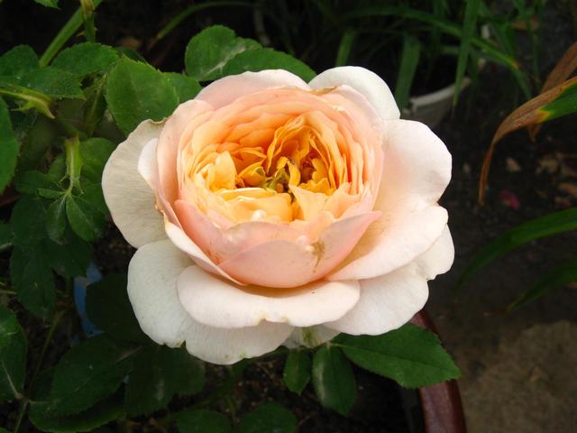 世界上最名贵的花图片大全,世界上最贵的10种花