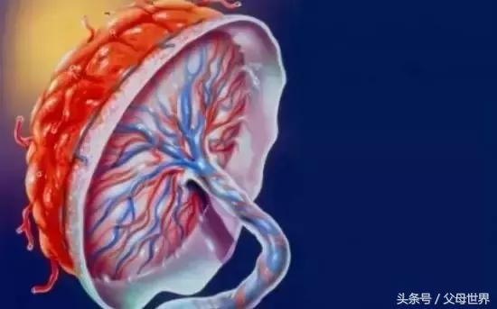 胎盘能阻挡一些不好的东西吗,胎盘有没有好不好的说法