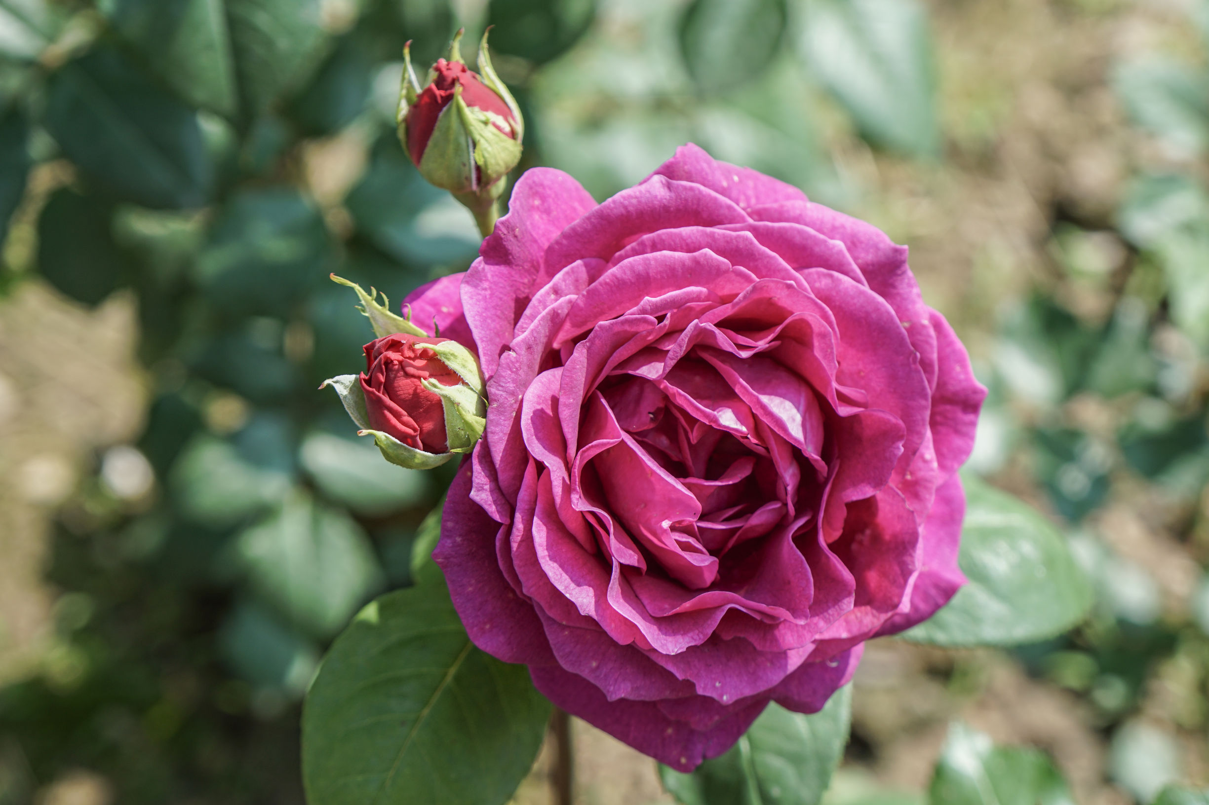 玫瑰美容护肤技巧,玫瑰护肤护理小知识