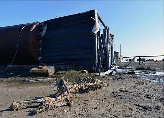 西伯利亚发现完整巨熊尸体,俄罗斯发现海豹尸体