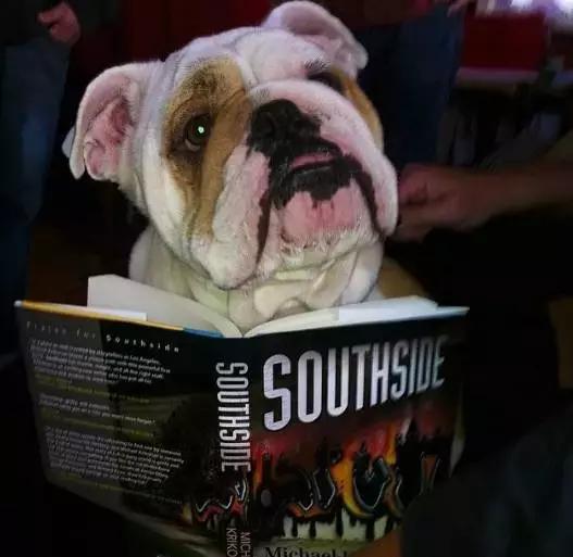 英牛怎么分辨品质,英牛是怎么培育出来的