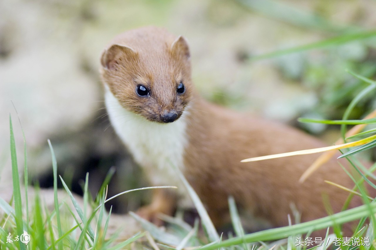 出马了看事的是什么仙家,出马仙看事的行话