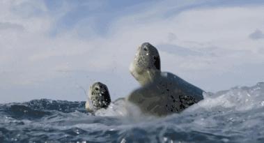 豆瓣9.7的冷门好片，送给每个热爱生命的人