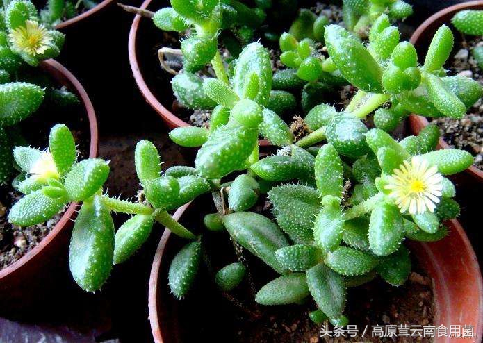 常见的番杏科多肉种植品种8枚，喜欢的话就收藏吧！