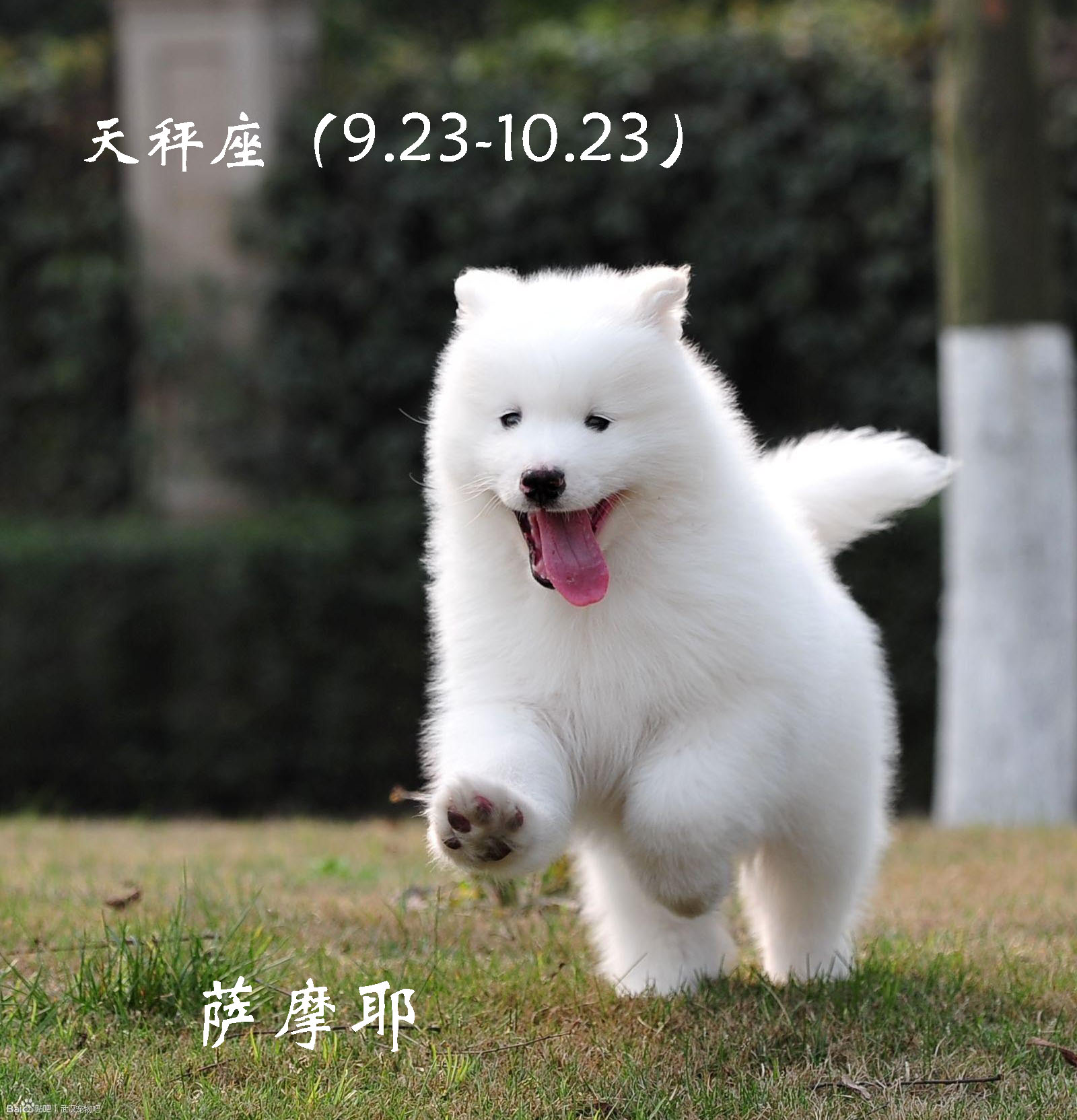 各星座对应的狗,各个星座代表的狗狗