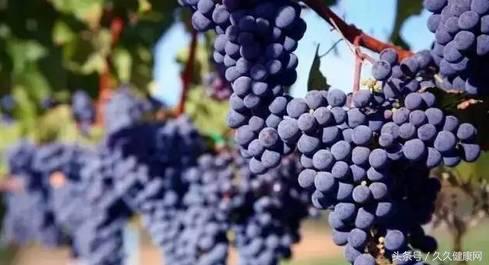 处暑养生吃鸭和鹅的功效一样吗,处暑节气的传统习俗及养生攻略