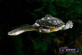 头盔龟和巨头龟怎么选,果核龟和红面龟选哪个