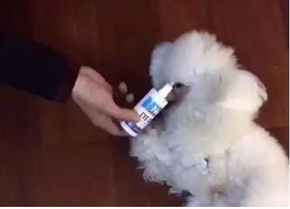 狗狗眼睛突然红肿睁不开眼怎么办,狗狗洗澡后眼睛红肿睁不开