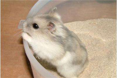 金丝熊仓鼠该怎么喂养,仓鼠生下来要怎么喂养