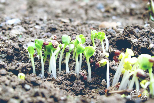种植白菜心怎么管理,防治白菜萝卜病虫害哪个药好