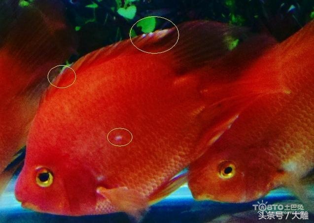 养鱼池鱼病如何防治,养鱼病了怎么处理