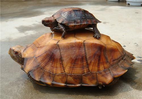 头盔龟和巨头龟怎么选,果核龟和红面龟选哪个