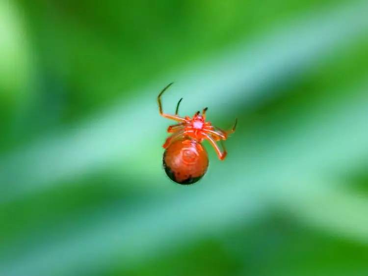 手机怎么玩转拍摄,手机怎样微距拍照