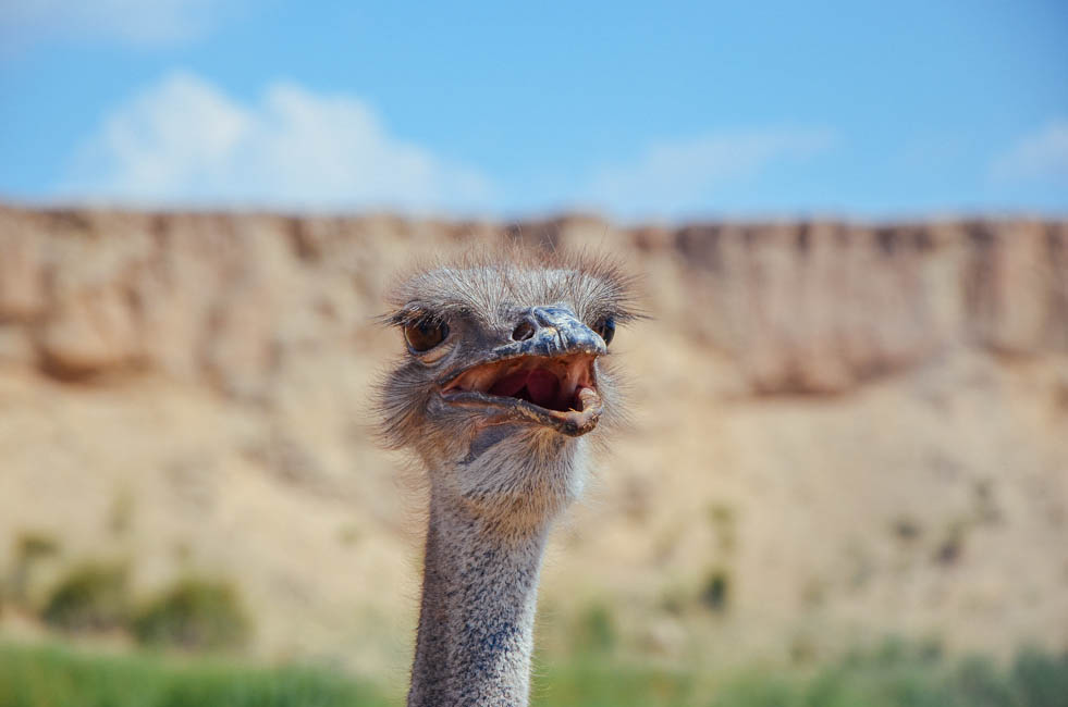 宁夏沙坡头水洞沟,宁夏水洞沟游