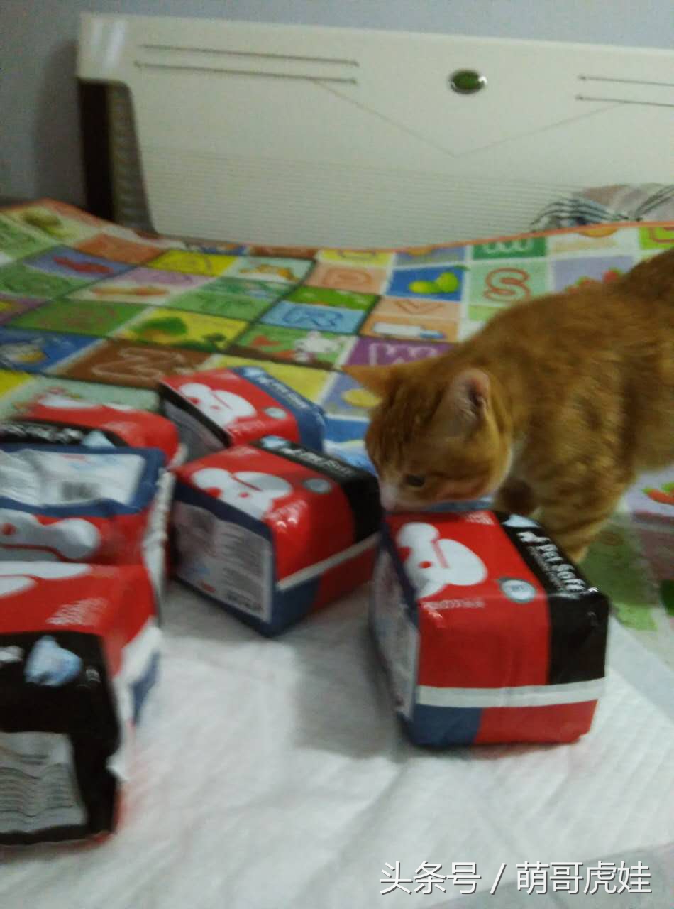 小猫尿床穿纸尿裤,宠物猫老是尿床
