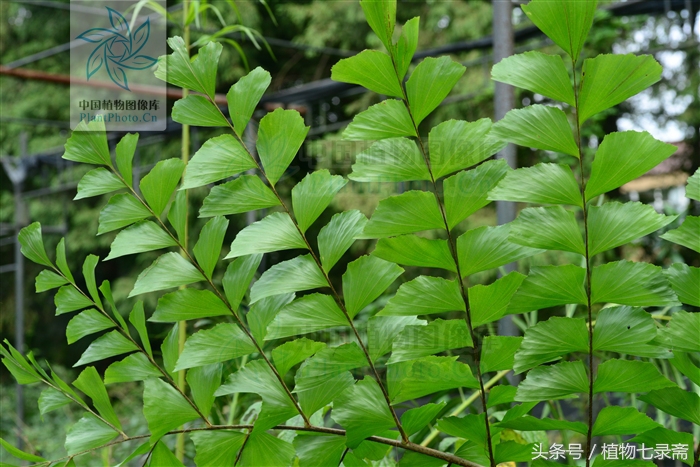 棕榈树花穗做西米,现代棕榈树西米制作过程