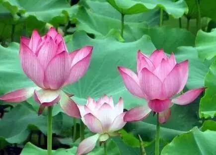 才知道！龙口的12个月竟然有12种味道，你最爱哪一种？