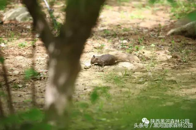 探秘黑河森林公园,黑河森林公园野生动物