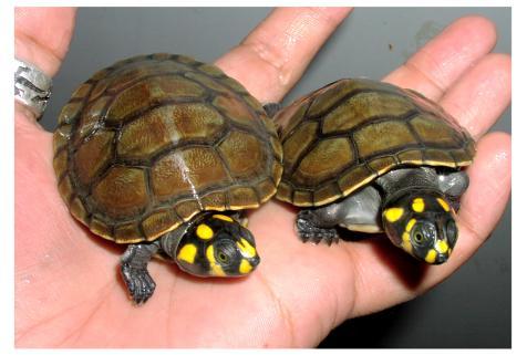 头盔龟和巨头龟怎么选,果核龟和红面龟选哪个